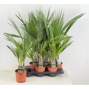 WASHINGTONIA