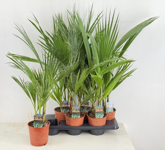 <h4>WASHINGTONIA</h4>