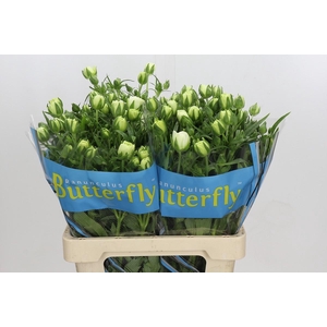 Ranunculus Butterfly Ninos