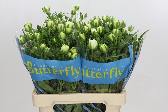 <h4>Ranunculus Butterfly Ninos</h4>
