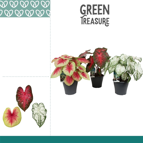 <h4>Caladium Gemengd</h4>