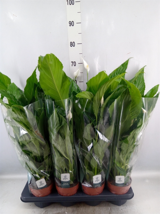 <h4>Spathiphyllum  'Sweet Chico'</h4>