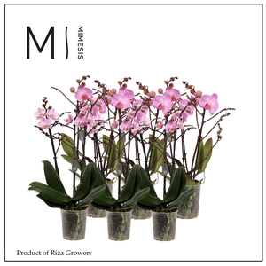 Phalaenopsis Multi Light Pink 3 spike - 12cm | Mimesis