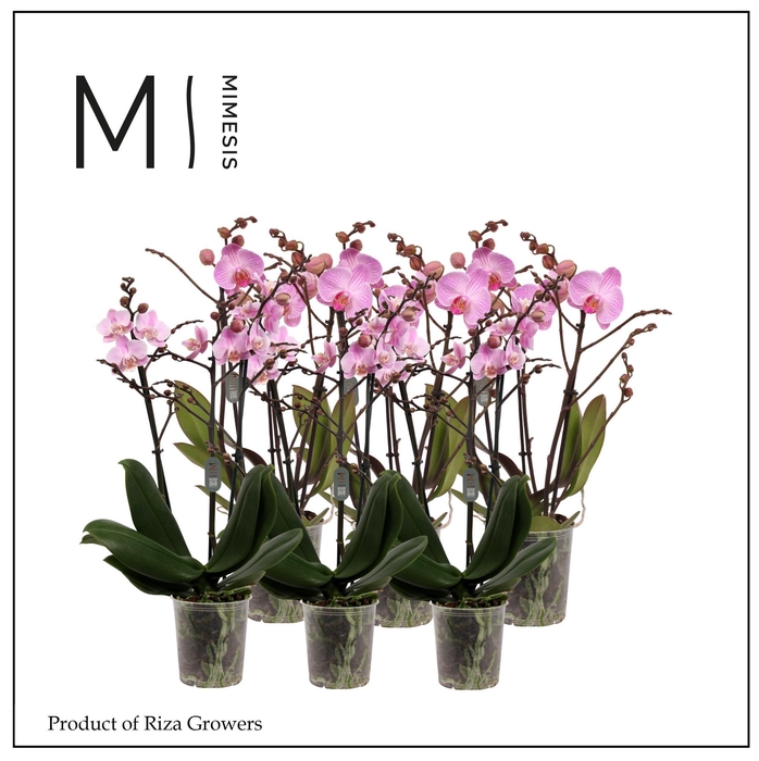 <h4>Phalaenopsis Multi Light Pink 3 spike - 12cm | Mimesis</h4>
