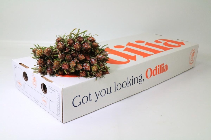 <h4>Kaaps Groen Plumosum Rubrum</h4>