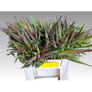 ASCL TUBEROSA