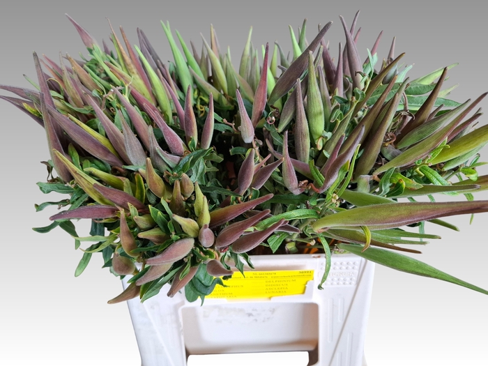<h4>ASCL TUBEROSA</h4>