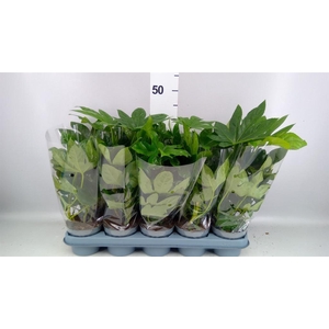Fatsia japonica   ...