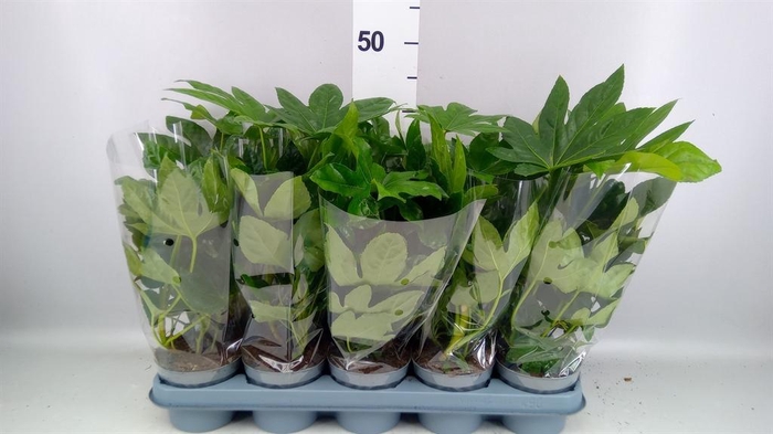 <h4>Fatsia japonica   ...</h4>