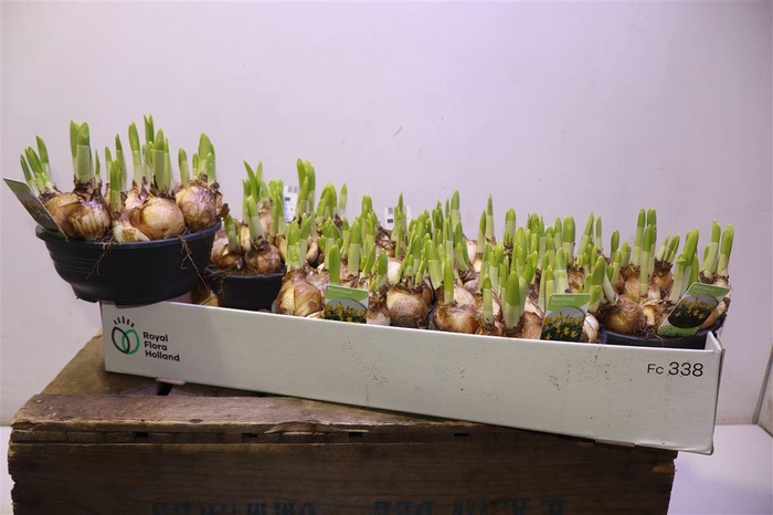 <h4>arr8 Narc O Tete A Tete</h4>