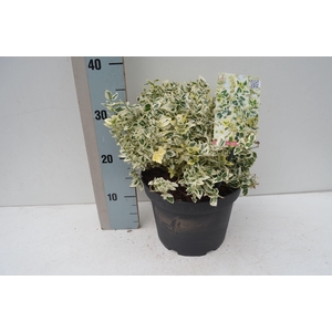 Euonymus fortunei Dan's Delight