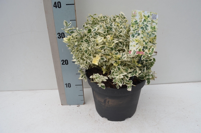 <h4>Euonymus fortunei Dan's Delight</h4>