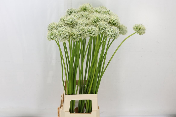 <h4>Allium Mount Everest</h4>