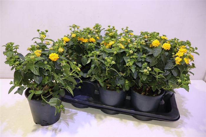 <h4>arr8 Lant Cam Sim Orange</h4>