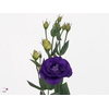 EUS G ROSI PURPLE