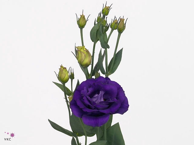 EUS G ROSI PURPLE