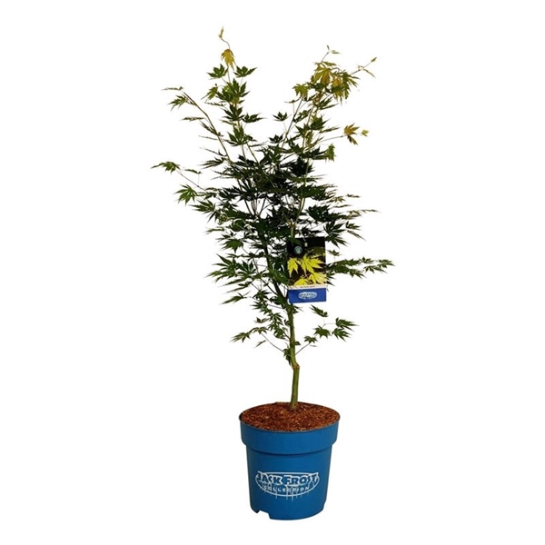 <h4>Acer Arctic Jade ®</h4>
