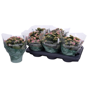 Kalan Gev 2Kl Roze - Wit