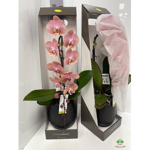 Phal Formidablo Cameron F 12Ø 70cm