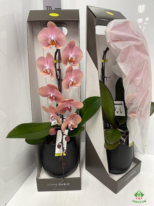 Phal Formidablo Cameron F 12Ø 70cm