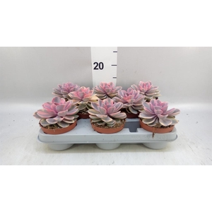 Echeveria   ...