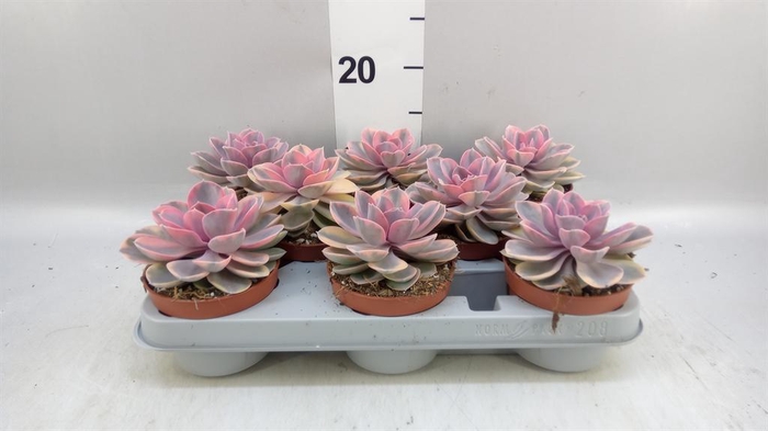 <h4>Echeveria ...</h4>