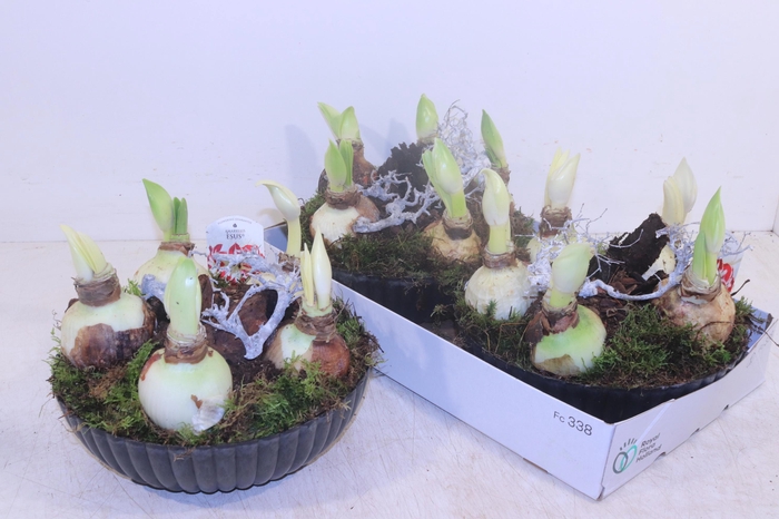 <h4>ARR HIPPEASTRUM</h4>