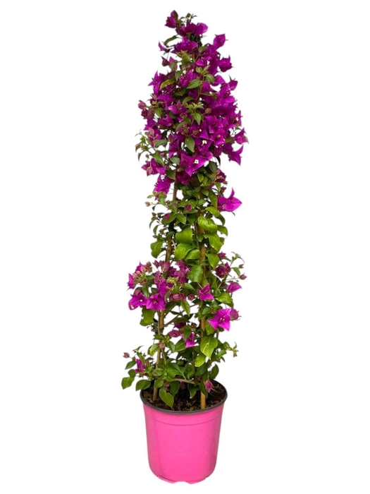 <h4>BOUGAINV SANDERIANA</h4>