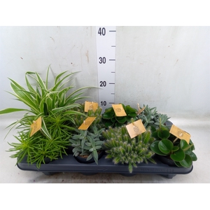 Planten  ..mix