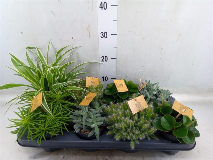 <h4>Planten  ..mix</h4>