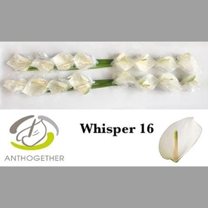 ANTH A WHISPER