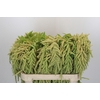 Amaranthus caudatus 'Viridis'