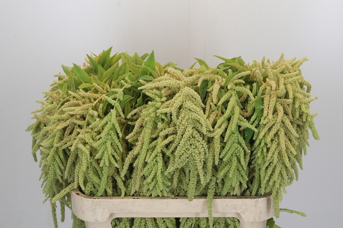 <h4>Amaranthus caudatus 'Viridis'</h4>