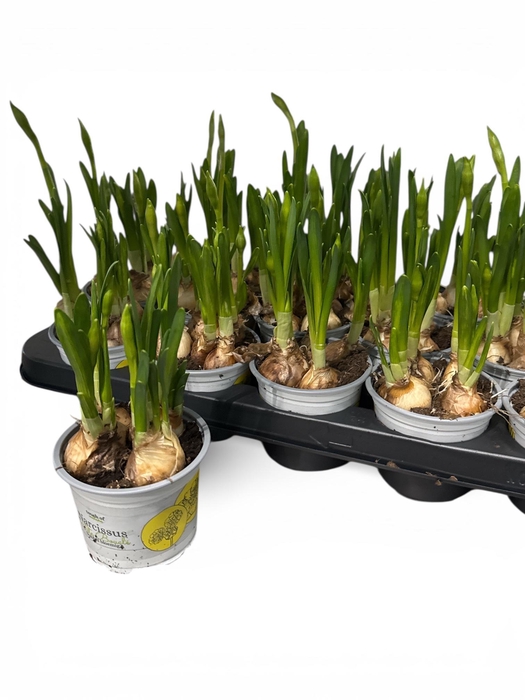 <h4>NARC O TETE A TETE</h4>