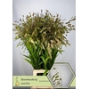 Chasmanthium Green
