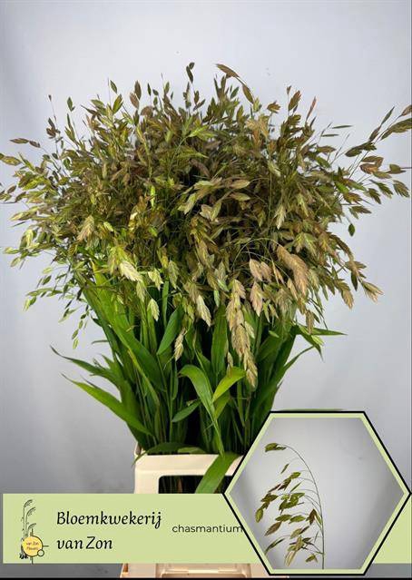 <h4>Chasmanthium Green</h4>