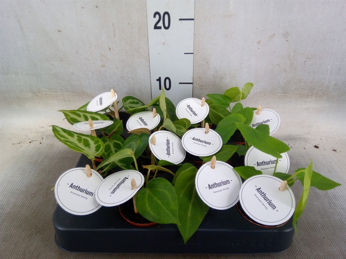 <h4>Anthurium   ...</h4>