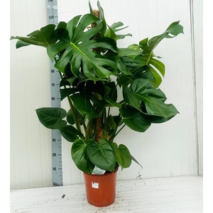MONSTERA DELICIOSA
