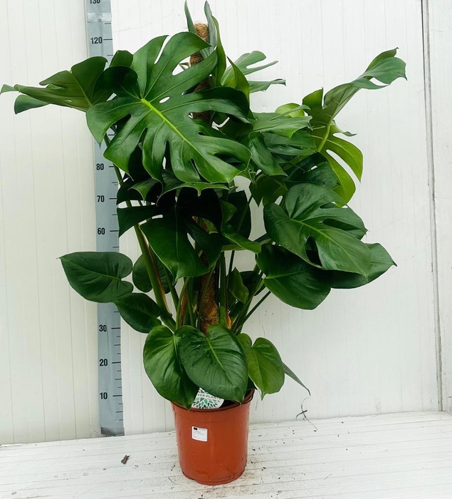 <h4>MONSTERA DELICIOSA</h4>