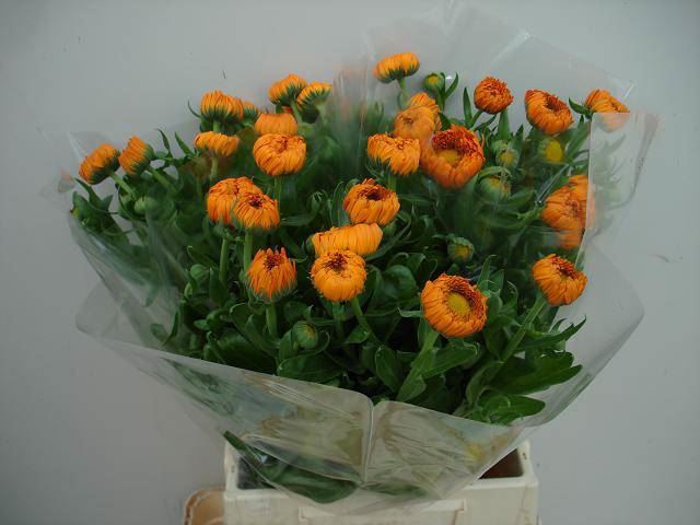 <h4>CALEND GREEN SPOT OR</h4>