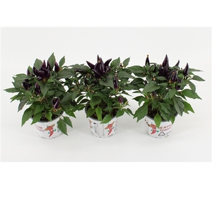 Capsicum Annuum 'Acapulco Purple'