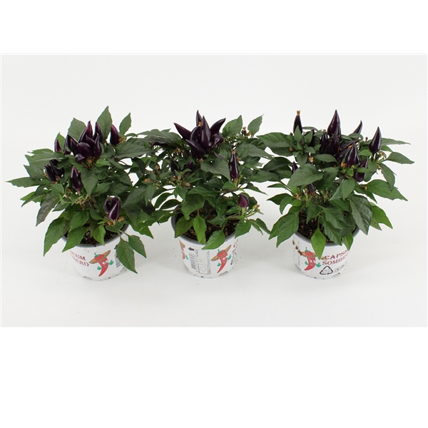 <h4>Capsicum Annuum 'Acapulco Purple'</h4>