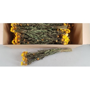DF Helichrysum Bs Yellow