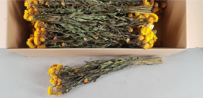 DF Helichrysum Bs Yellow 80g