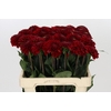 Dahlia Red Fox