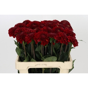 Dahlia Red Fox
