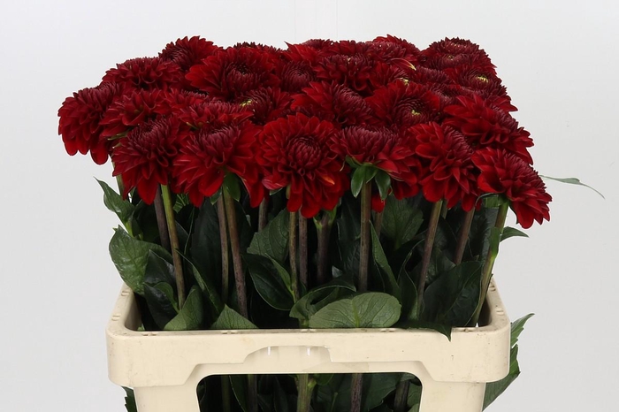 Dahlia Red Fox