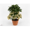 Ardisia crenata 'Bos Premium White'