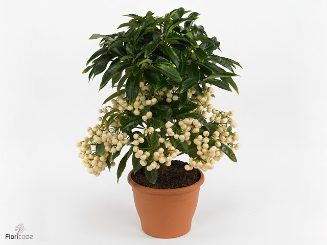 Ardisia crenata 'Bos Premium White'