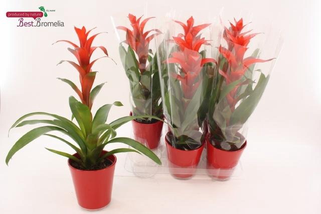 <h4>GUZM ALLURA</h4>